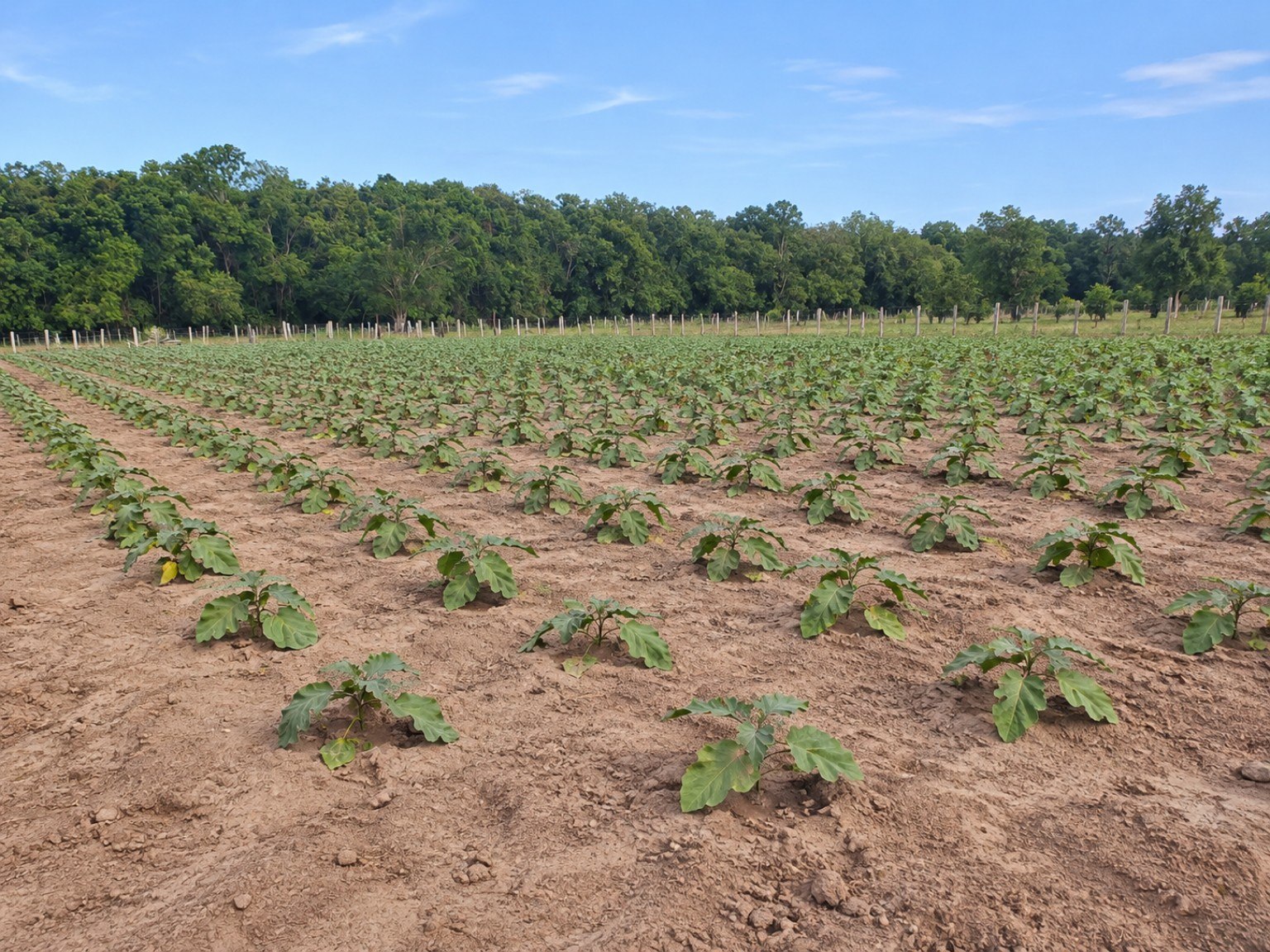 Aanplant in het open veld